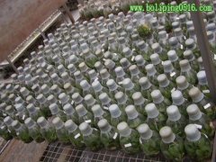 組培瓶 玻璃瓶廠
